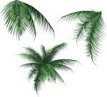 椰子树