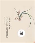 君子兰
