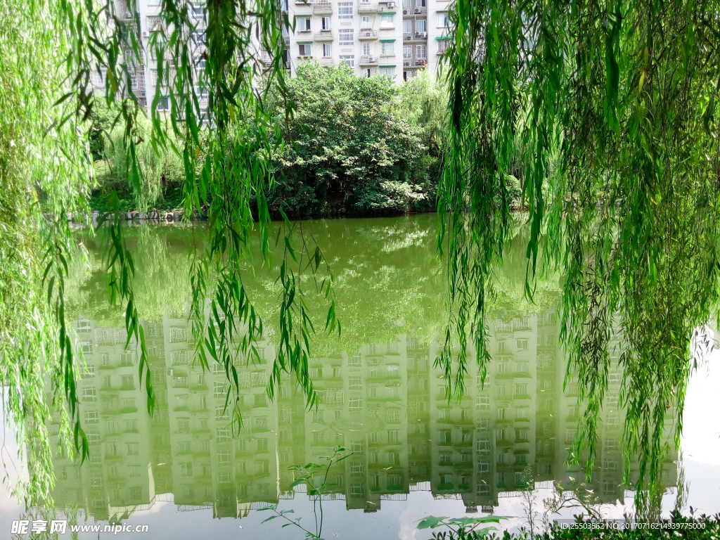 河边垂柳 水中楼影