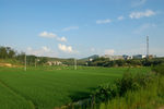 田畴