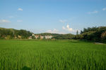 田园风光