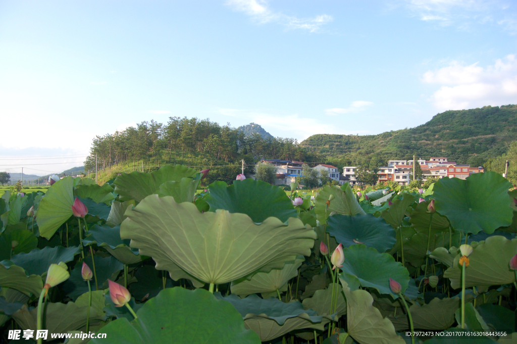 夏日碧荷