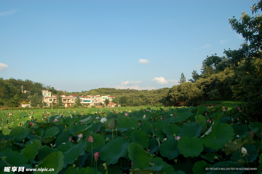 农村夏景