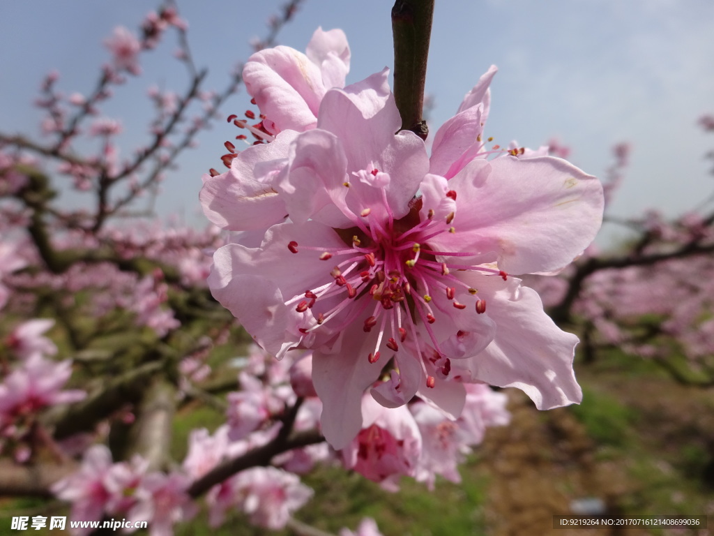 桃花
