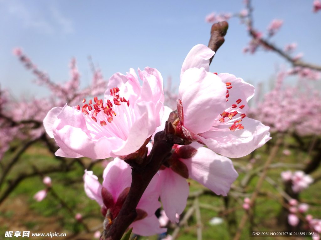 桃花