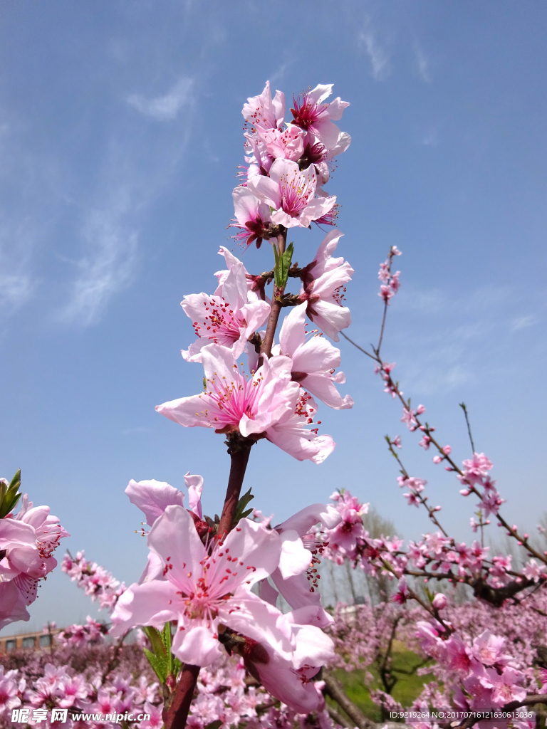 桃花