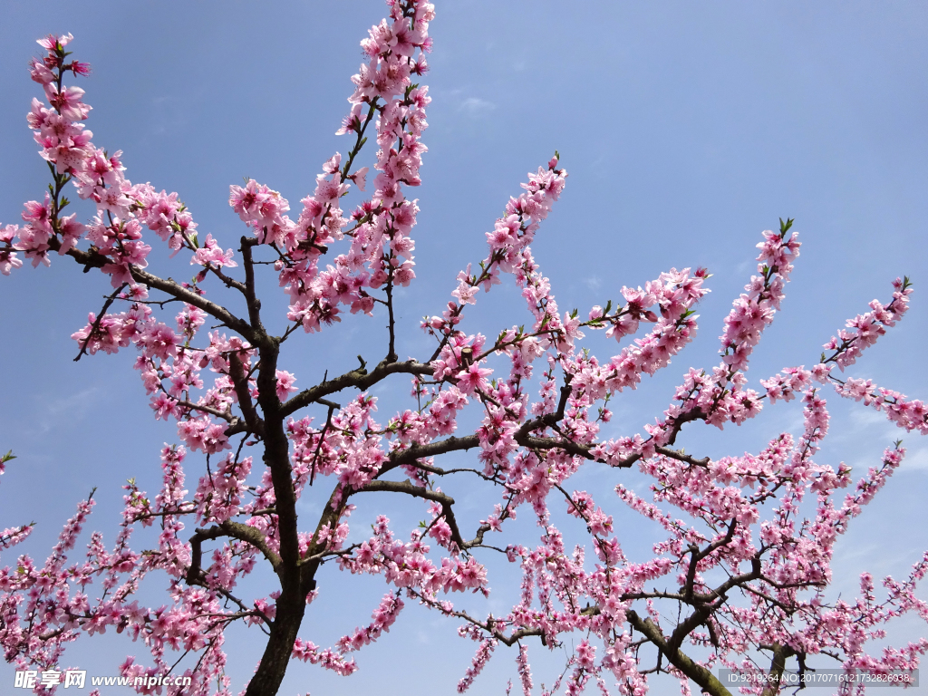 桃花