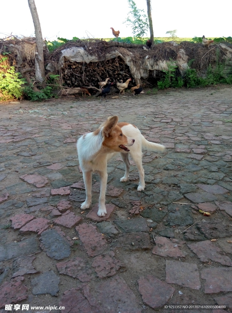 小狗