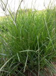 野草