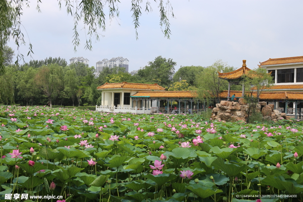 荷花池