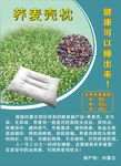 荞麦壳枕