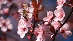 蜜蜂采蜜