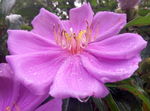 花分镜