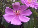蜜蜂花儿