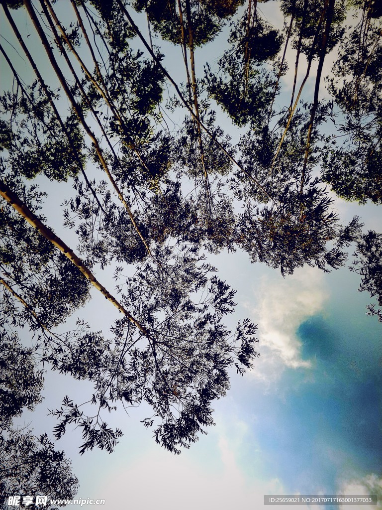 树