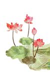 山茶花图片素材