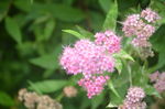 粉花绣线菊