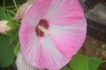 芙蓉葵