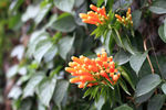 炮仗花