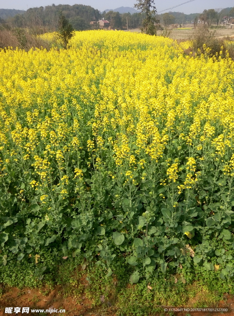 油菜花