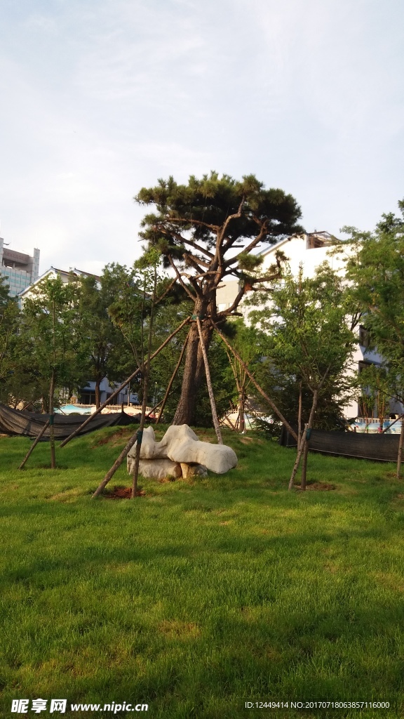 绿树移栽