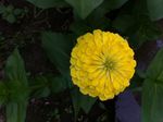黄色花朵图片
