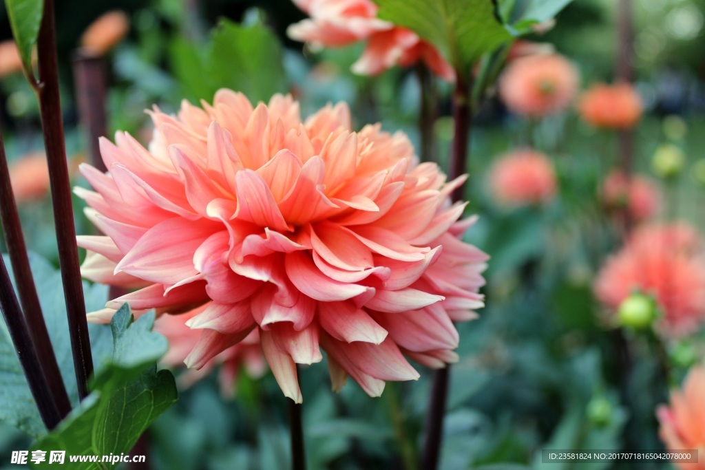 鲜花