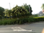 道路