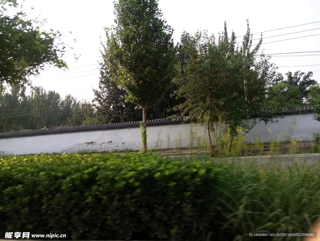道路绿化