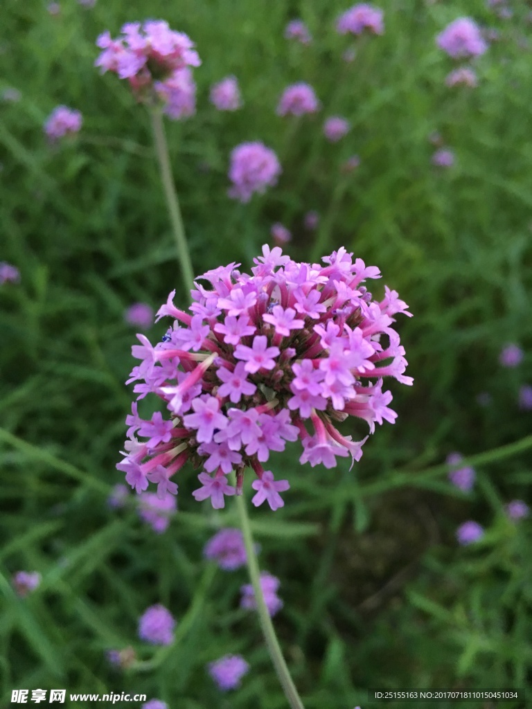 花