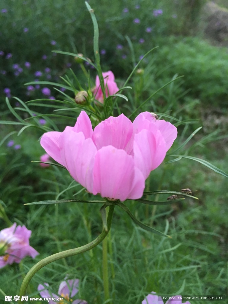 花 摄影