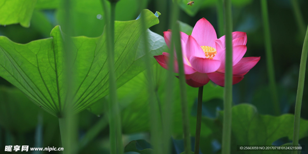 荷花