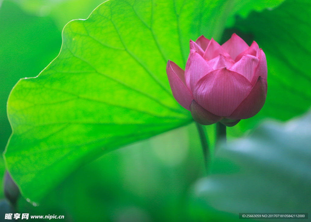 荷花