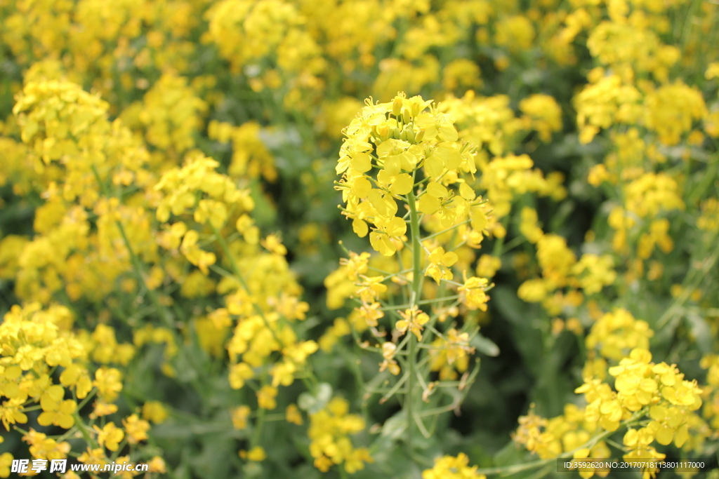 油菜花