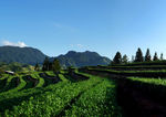 茶山风景图片