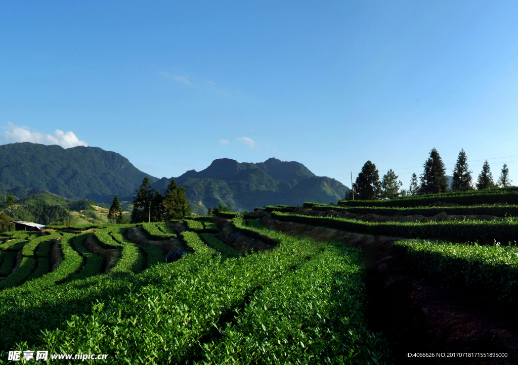 茶山风景图片