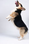 狗 犬类