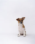 狗 犬类