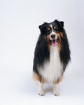 狗 犬类