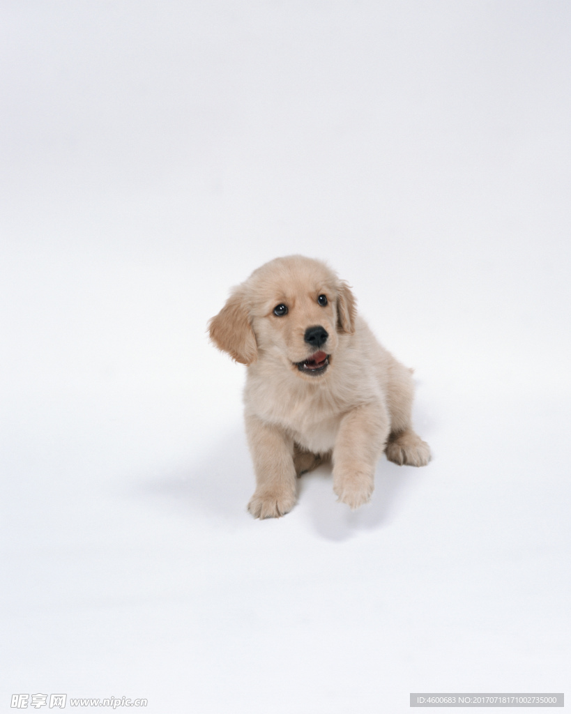 狗 犬类