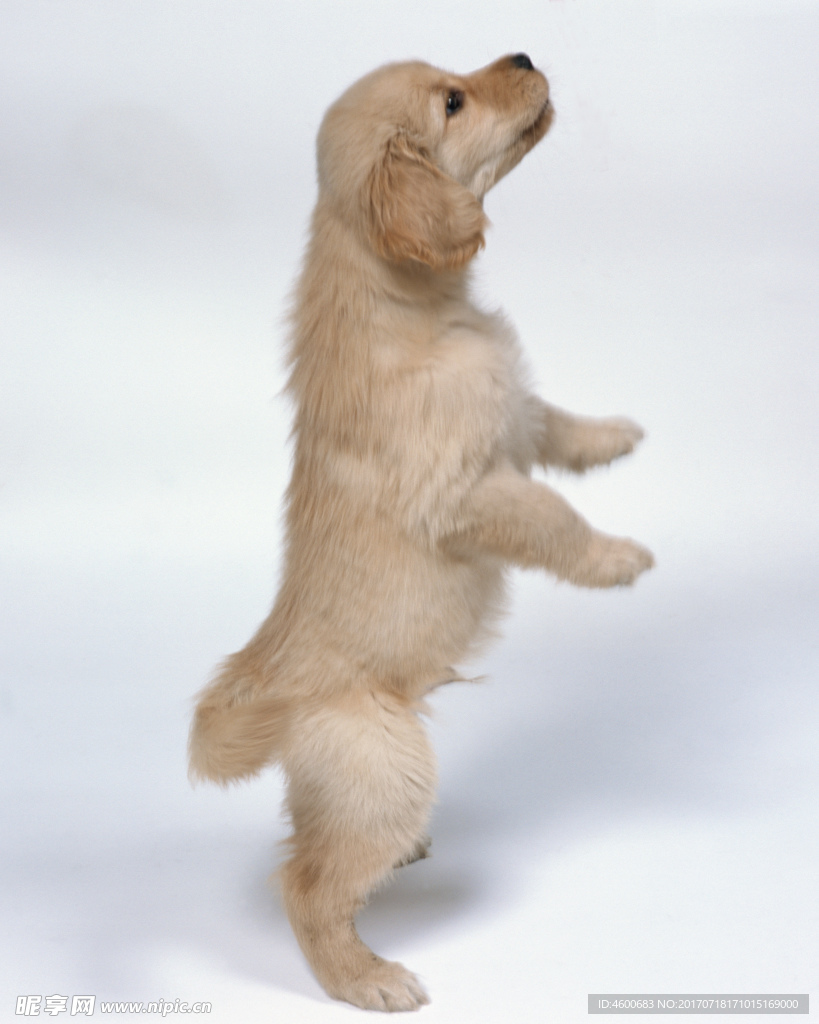 狗 犬类