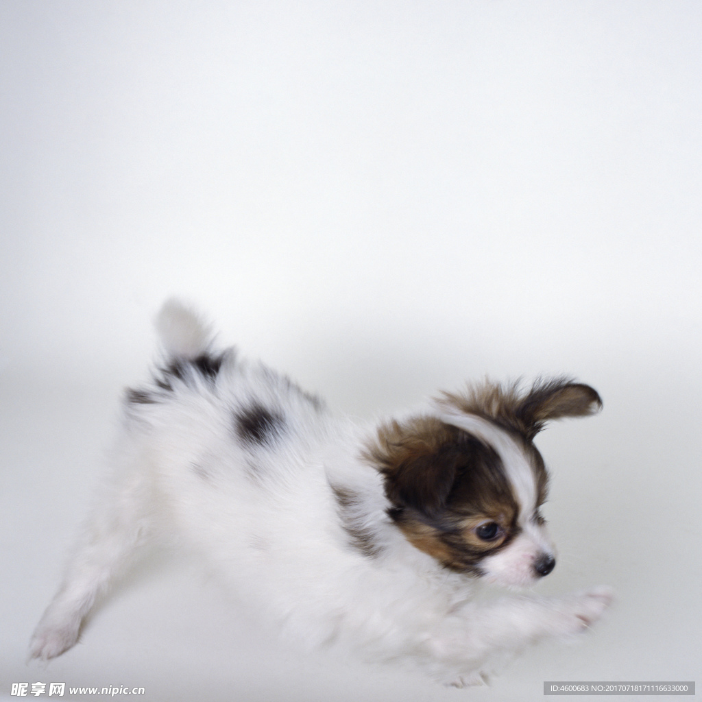 狗 犬类
