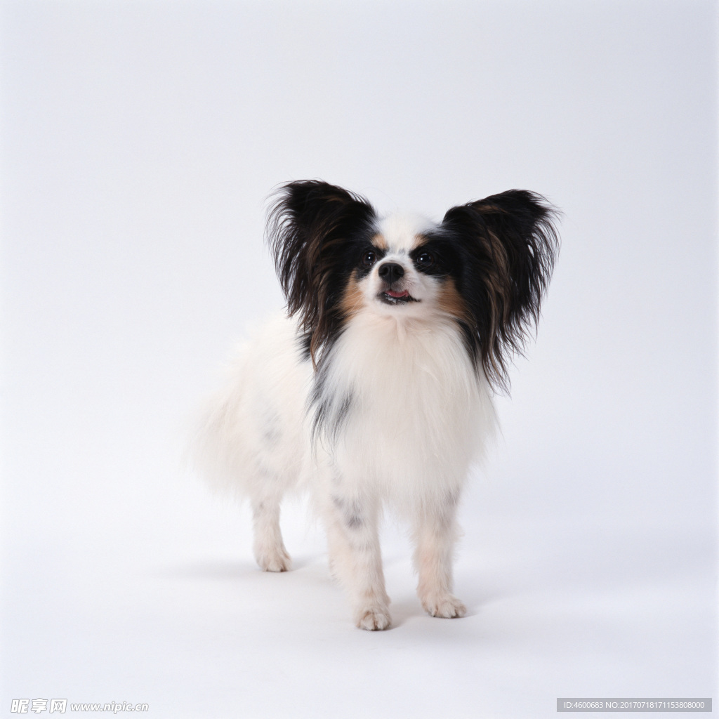 狗 犬类