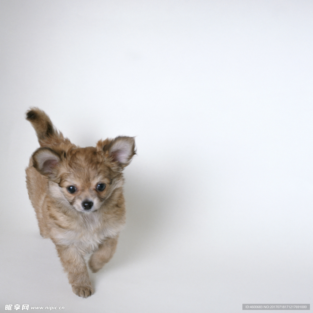 狗 犬类