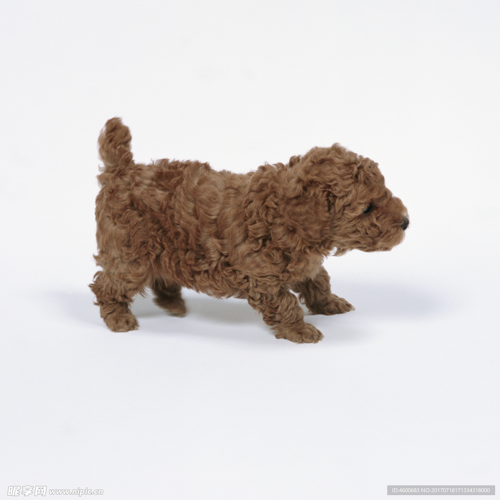 狗 犬类