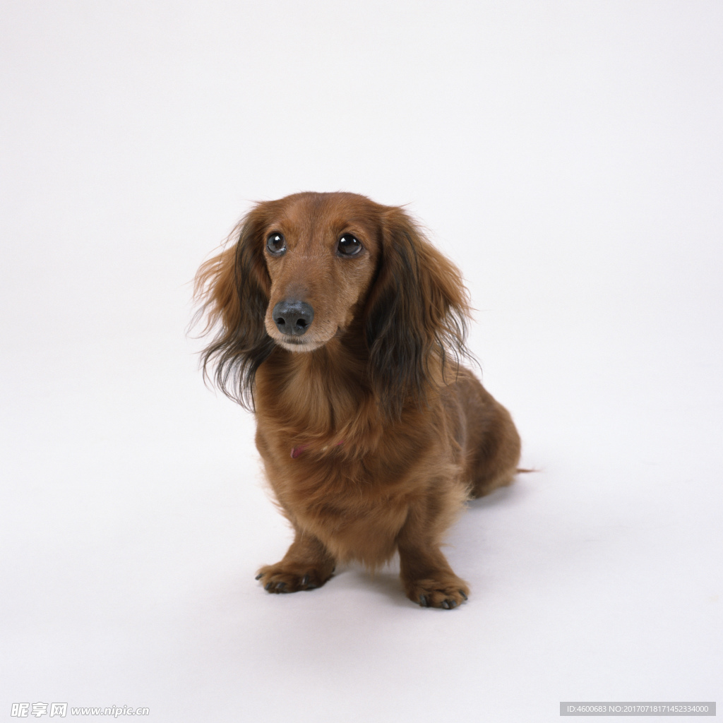 狗 犬类