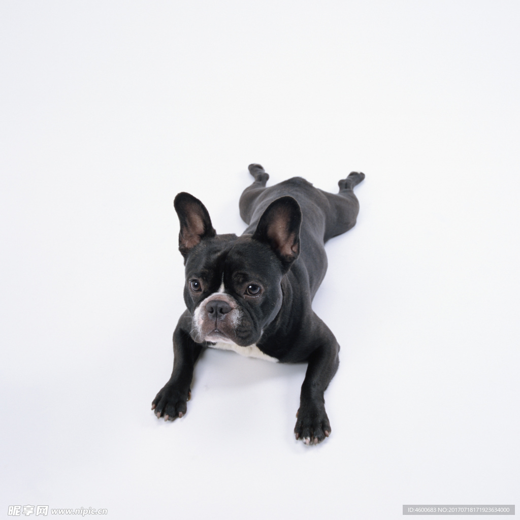 狗 犬类