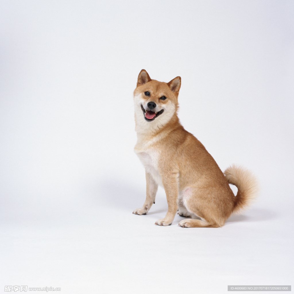 狗 犬类