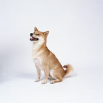 狗 犬类