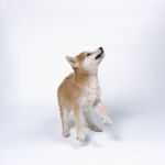 狗 犬类